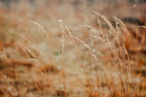 Thin gentle golden dry wheat spikes growing in agricultural field on sunny day