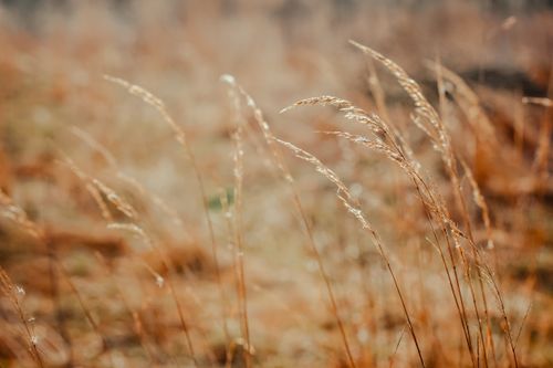 Free Thin gentle golden dry wheat spikes growing in agricultural field on sunny day Stock Photo