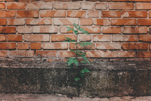 Gentle green plant growing near old brick building