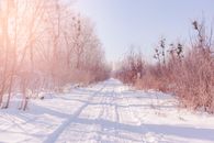 A Snow Covered Road Lined with Leafless Trees