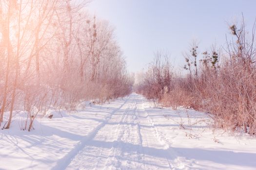 A peaceful snow-covered path lined with leafless trees bathed in soft sunlight.