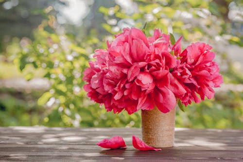 Bouquet of tender aromatic peonies with bright pink petals placed in jute vase on wooden table on terrace on sunny spring day