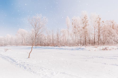 Picturesque scenery of snowy field in forest located in countryside in winter day in daylight