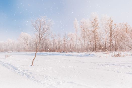 Picturesque scenery of snowy field in forest located in countryside in winter day in daylight