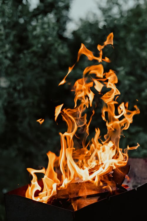 Firewood burning in glowing flame in evening