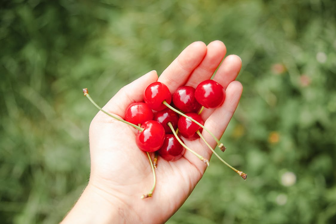 Free Crop unrecognizable male horticulturist showing heap of bright ripe cherries on farmland on blurred background Stock Photo