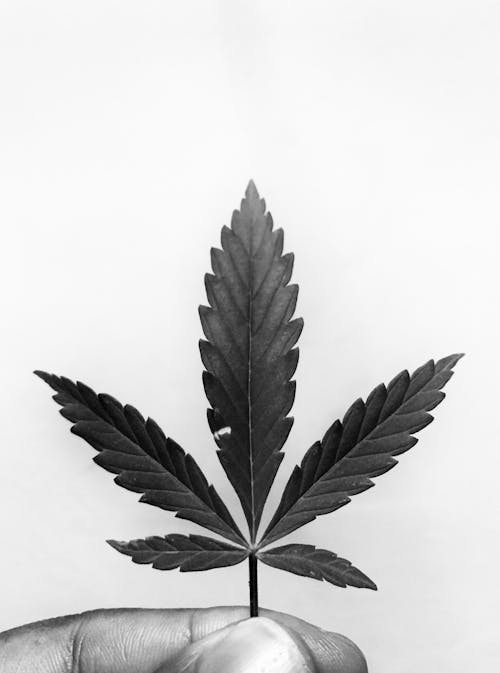 Black and white of faceless person demonstrating small cannabis plant with pointed leaves in hand on white background in studio
