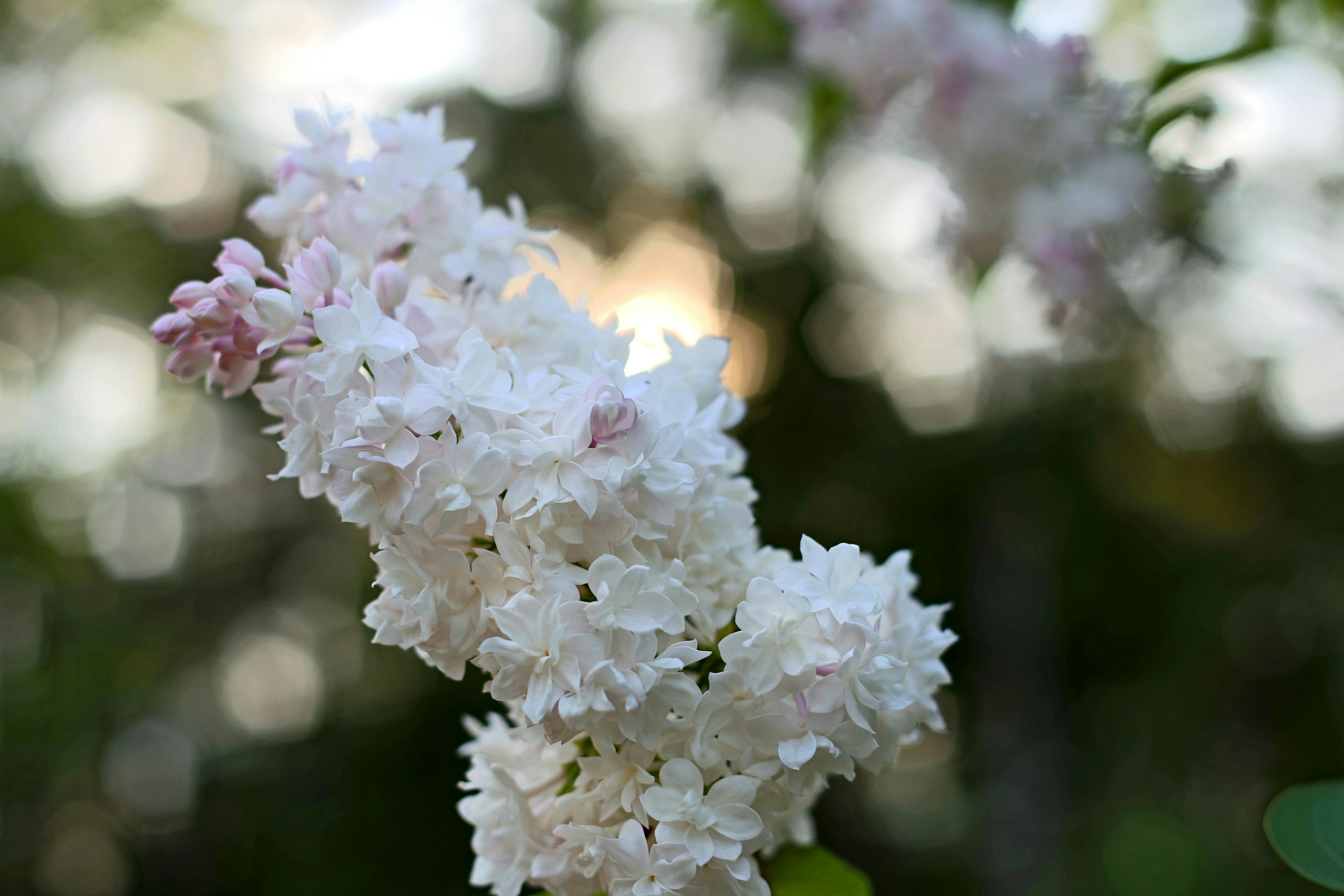 summer flower bokeh