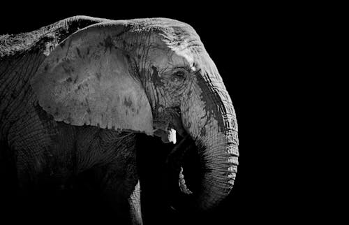Fotobanka s bezplatnými fotkami na tému africký slon, čierne pozadie, čierny a biely