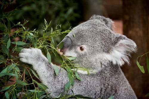 Close-up Photo of Koala Bears