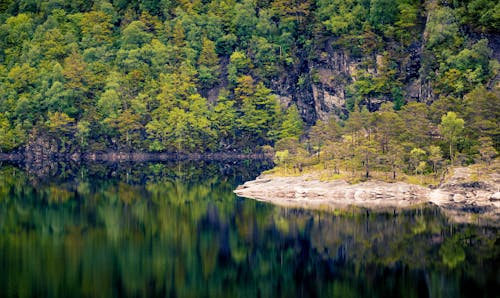 Free Scenic View of the Forest Stock Photo