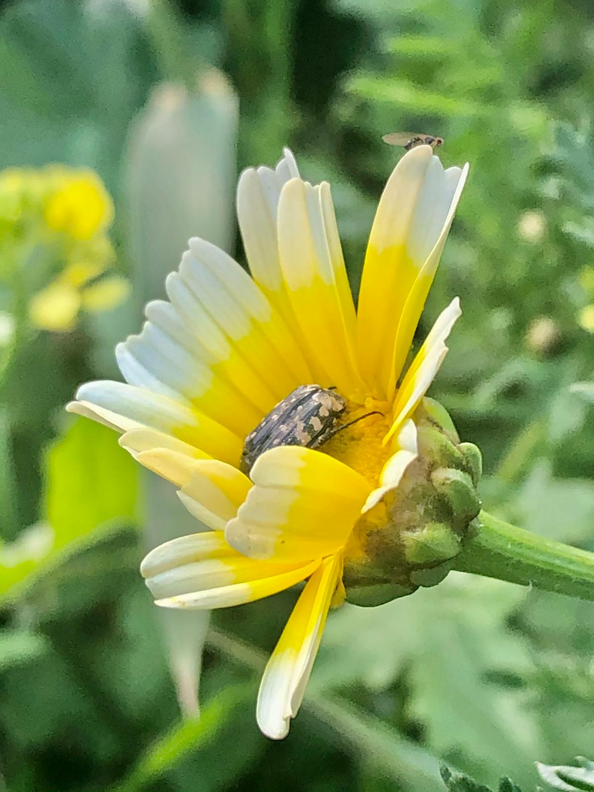 Rituals for Inner Peace