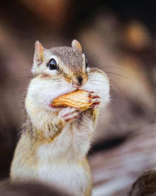 Free Funny fluff Siberian chipmunk gnawing nut and looking away while standing on tree log in park Stock Photo