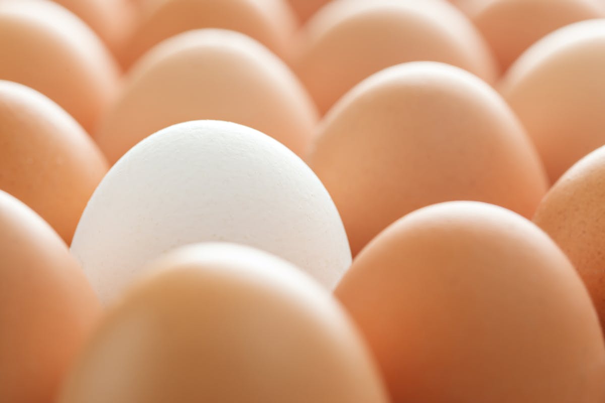 Background of whole chicken eggs in rows