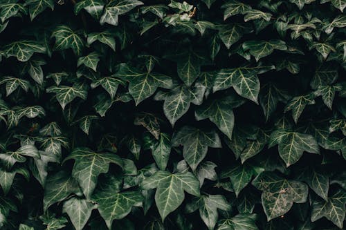 Background of Hedera helix with veins on green foliage growing in garden on summer day