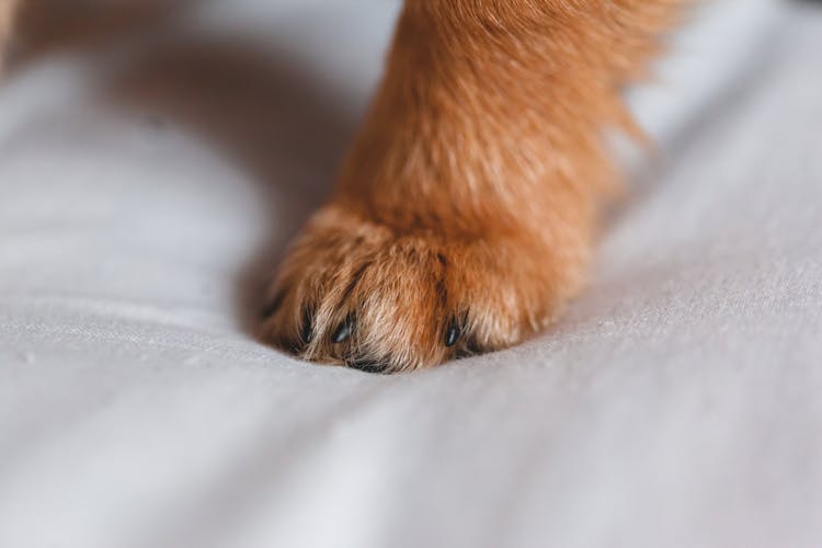 Small Dog Paw On White Cloth