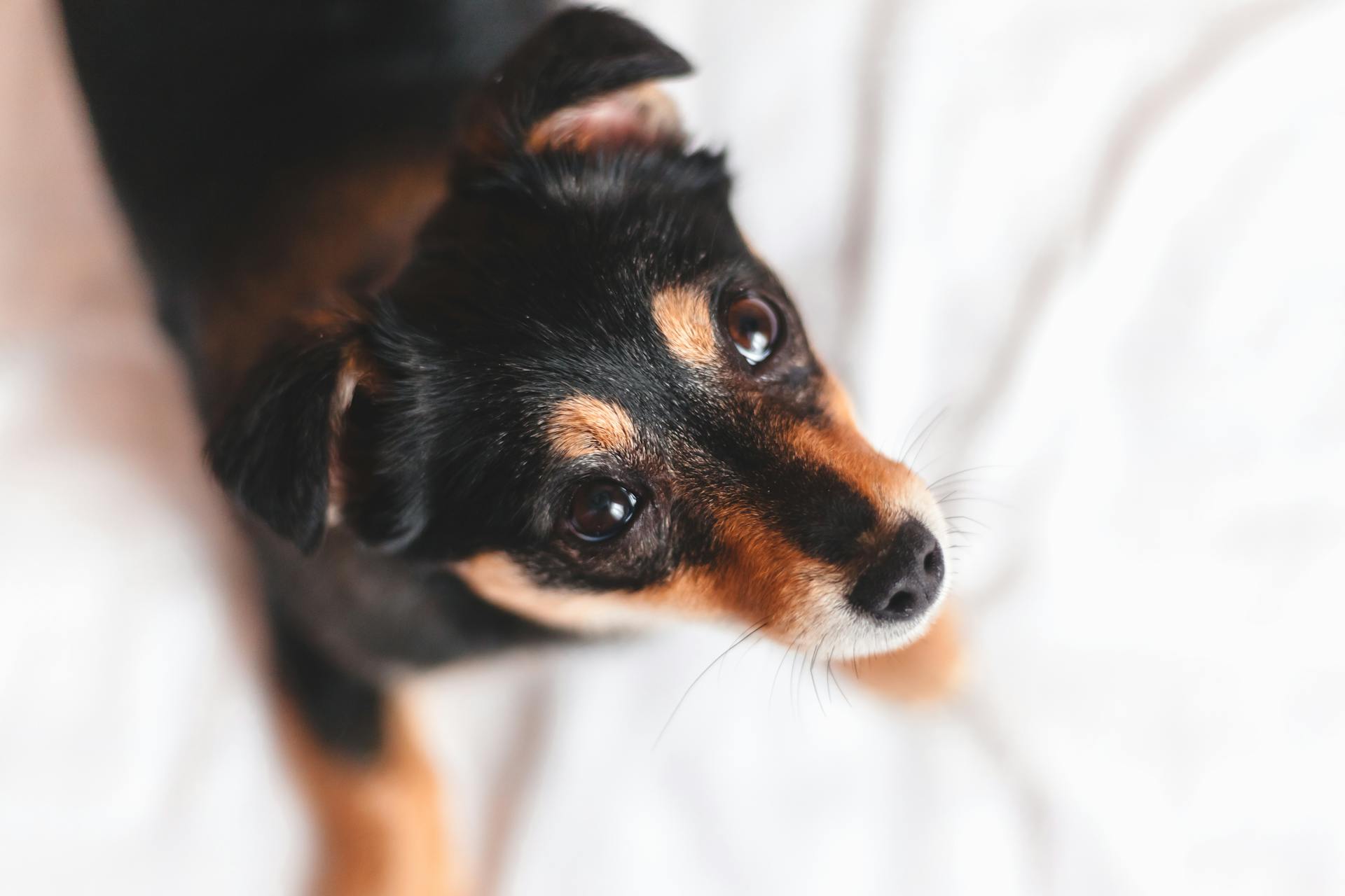 En söt valp av hundrasen dachshund