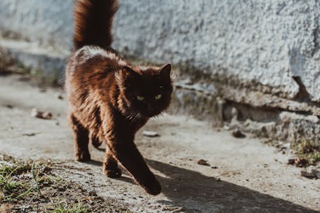 A brown cat strolls outdoors in daylight by a weathered wall, showcasing natural grace and curiosity.