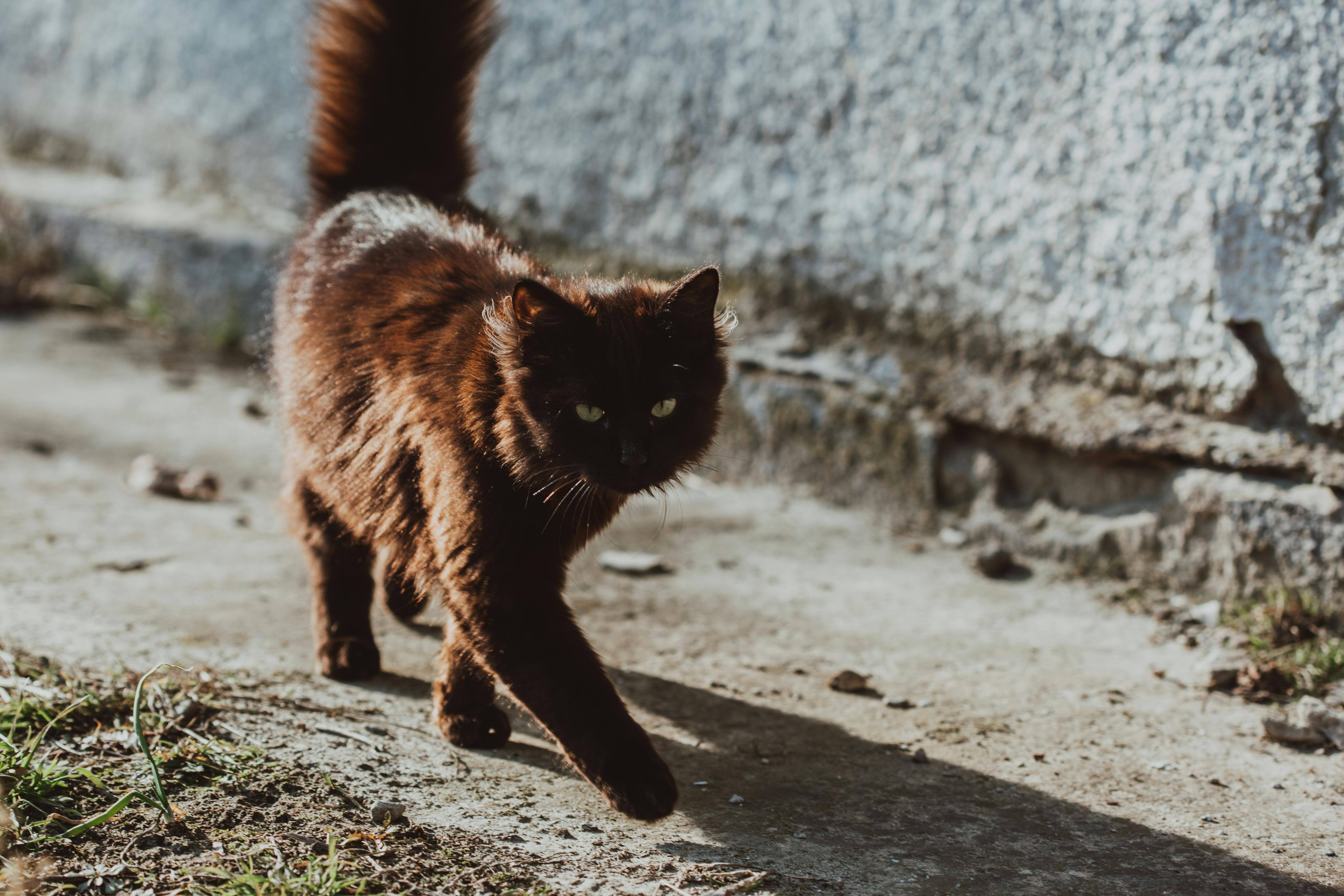 Cute fluffy cat walking on street · Free Stock Photo