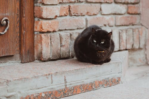 Full body cute fluffy black cat with collar sitting on doorstep of rural brick house and looking away