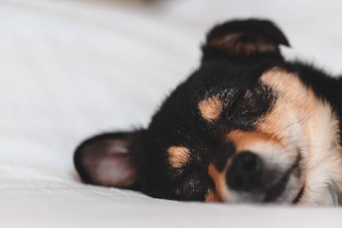 Free Adorable puppy sleeping on soft bed Stock Photo