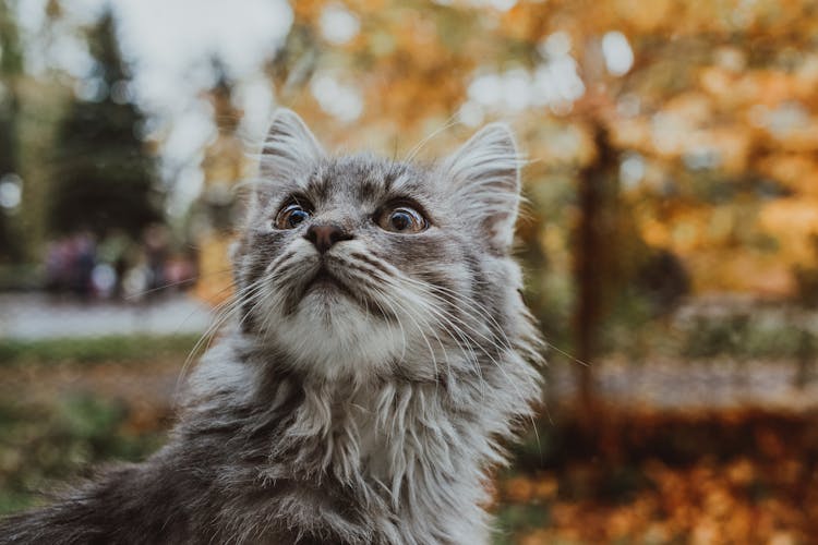 Funny Gray Cat Standing In Autumn Park