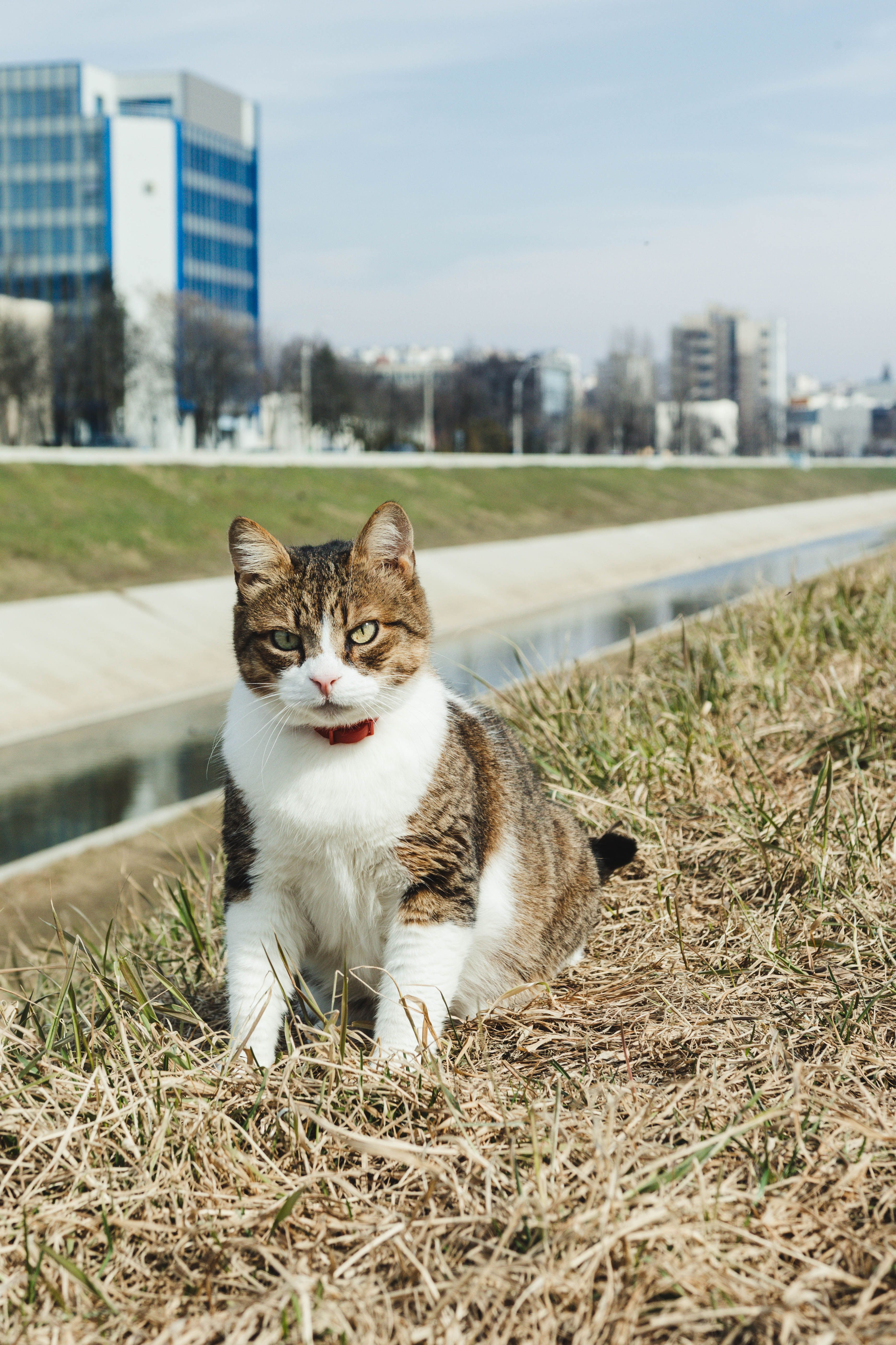 Adorable Tabby Cat sitting on Grass · Free Stock Photo