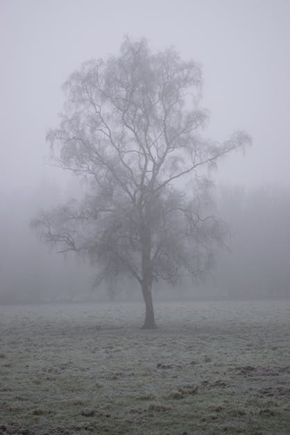 Free stock photo of fog, freezing, grey
