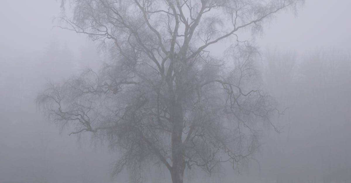 Free stock photo of fog, freezing, grey