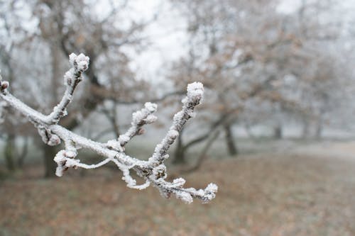 Free stock photo of fog, freezing, grey