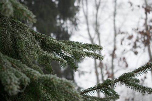 Free stock photo of fog, freezing, grey