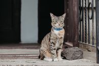 Brown Tabby Cat on Brown Wooden Surface