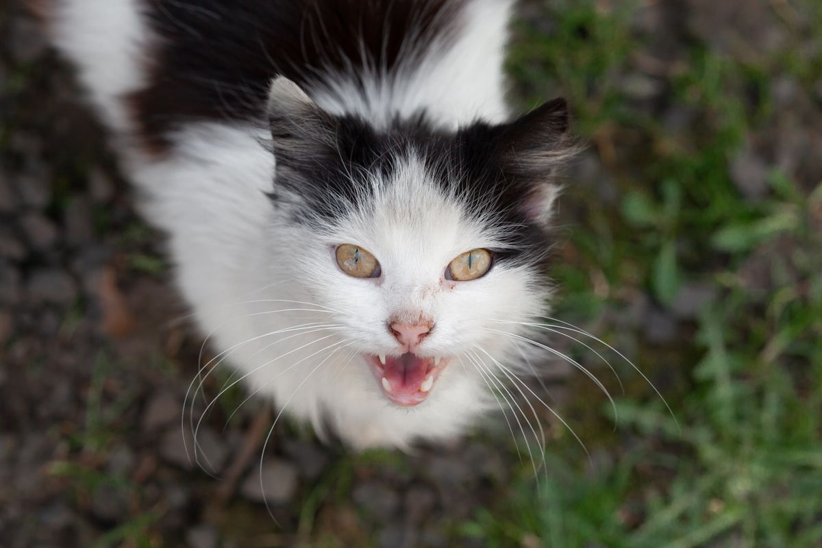 Chat qui miaule beaucoup : pourquoi et que faire - Le miaulement du chat : manipulation ou communication ?