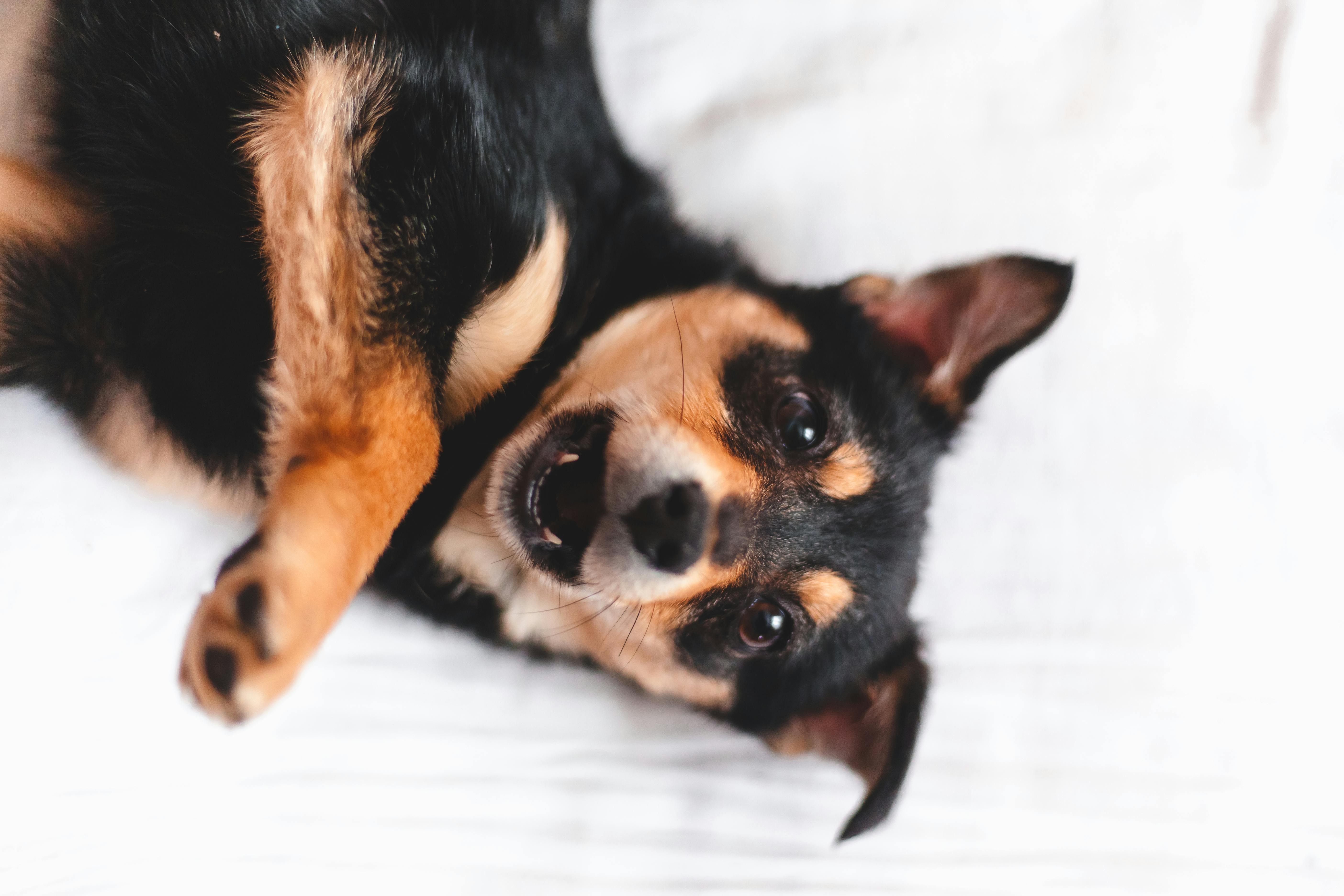 Close-Up Photo of Dog Wearing Sunglasses · Free Stock Photo