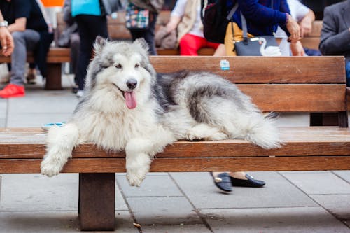 Fotos de stock gratuitas de animal, Banco de madera, fotografía de animales