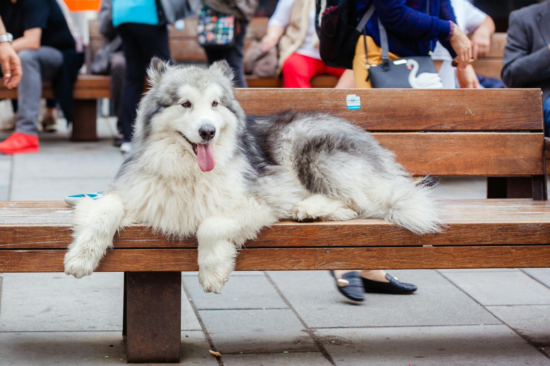 Een Alaskan Malamute op een houten bank