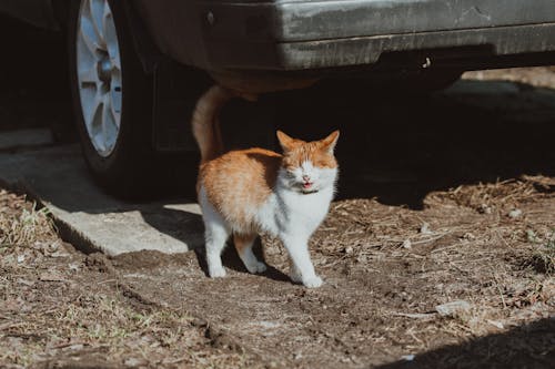 Free Adorable Tabby Cat with its Eyes Closed  Stock Photo