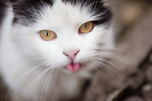 Close-up Photo of a Cute Cat 