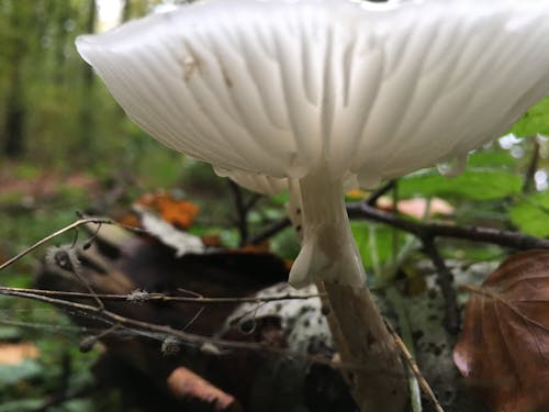 Foto profissional grátis de calmo, cogumelo, floresta