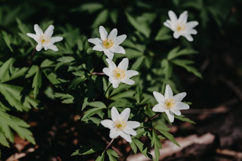 Безкоштовне стокове фото на тему «анемона, білі квіти, впритул» стокове фото