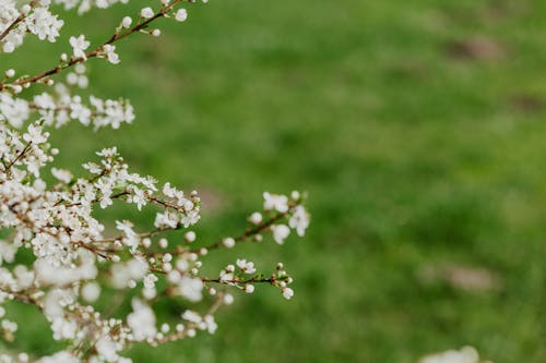 White Plum Blossom Flowers in Bloom