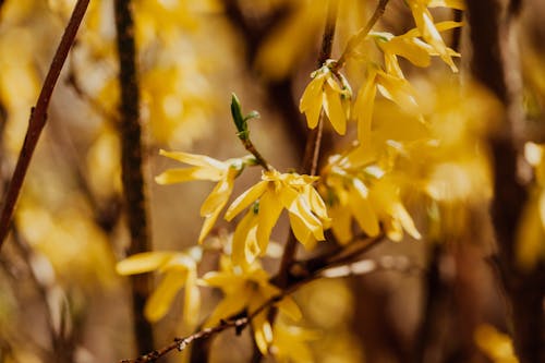 Безкоштовне стокове фото на тему «forsythia koreana, впритул, жовті квіти»