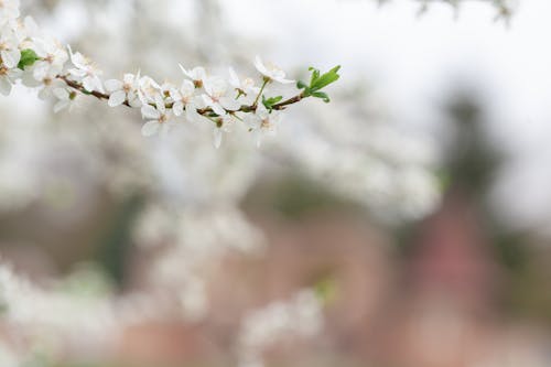 Бесплатное стоковое фото с белые цветы, сакура, флора