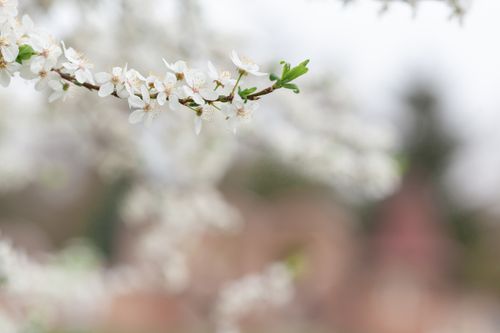 Free Beautiful white cherry blossoms on a branch, capturing the essence of spring. Stock Photo