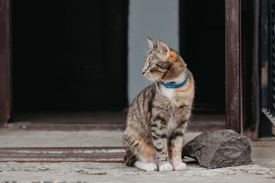 A cute tabby cat wearing a blue collar sitting outdoors near a doorway.