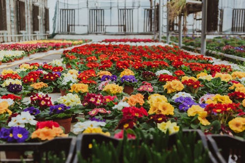 Photograph of Pots with Flowers