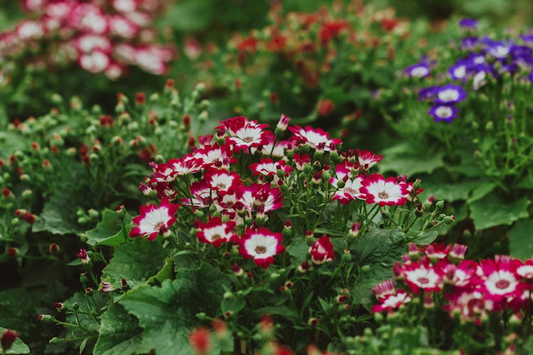 Red And White Primrose Flower Growing In Garden