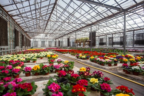 Flowers in Greenhouse