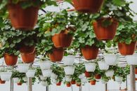 Numerous lush houseplants in pots hanging under ceiling in spacious greenhouse in daylight