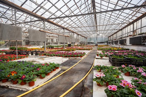 Tender flowers cultivated in vast greenhouse